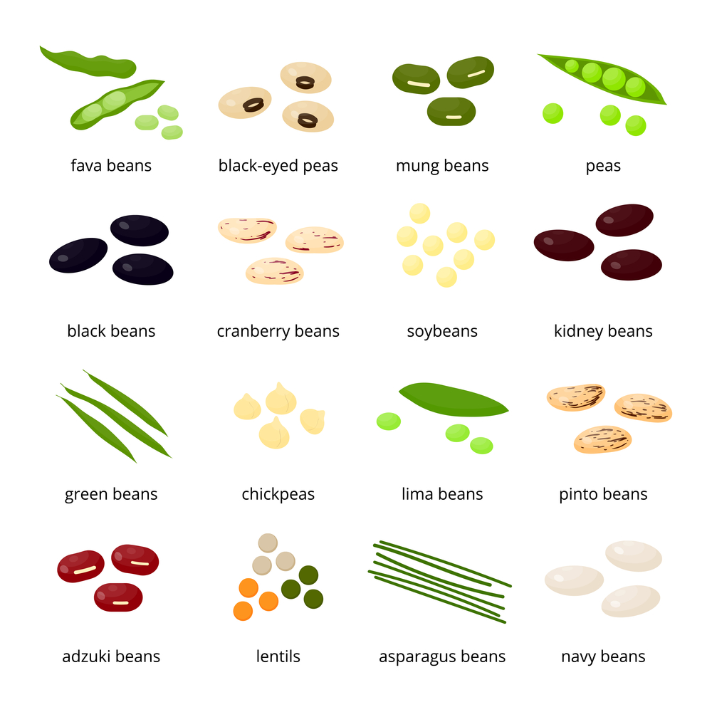 navy bean navy bean